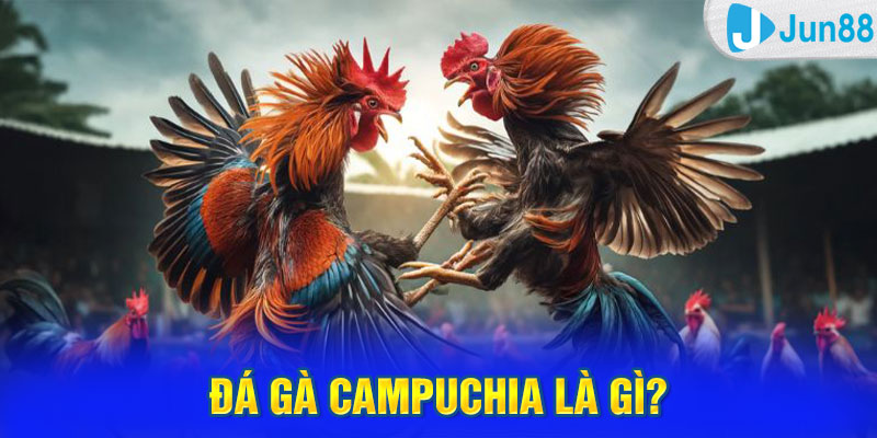 Đá gà Campuchia là gì?