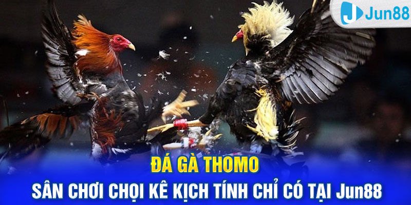 Đá Gà Thomo - Sân Chơi Chọi Kê Kịch Tính Chỉ Có Tại Jun88