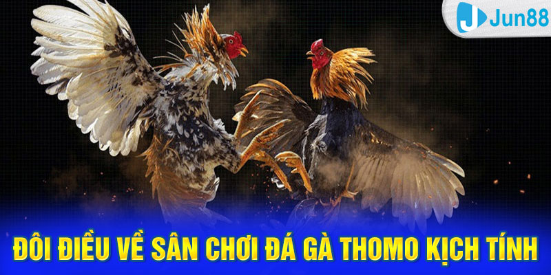 Đôi điều về sân chơi đá gà Thomo kịch tính