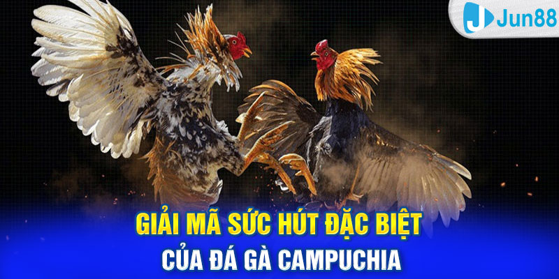 Giải mã sức hút đặc biệt của đá gà Campuchia