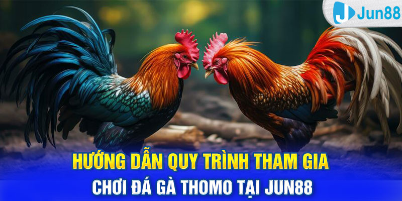 Hướng dẫn quy trình tham gia chơi đá gà Thomo tại Jun88