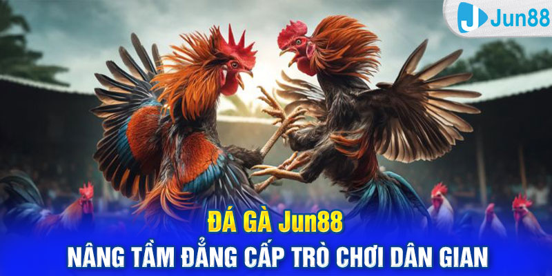 Đá gà Jun88 - Nâng tầm đẳng cấp trò chơi dân gian