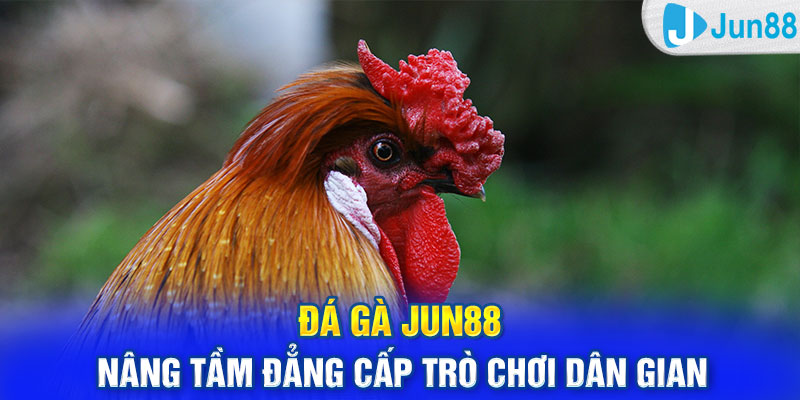 Đá gà Jun88 - Nâng tầm đẳng cấp trò chơi dân gian