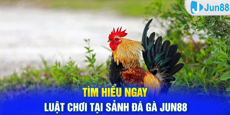 Tìm hiểu ngay luật chơi tại sảnh đá gà Jun88