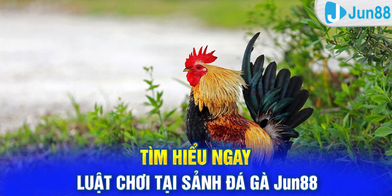 Tìm hiểu ngay luật chơi tại sảnh đá gà Jun88